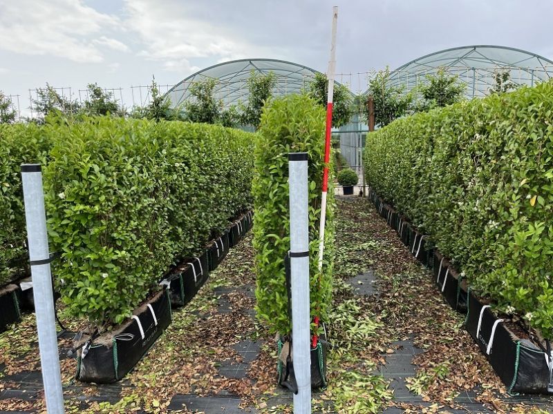 Instant Hedge Green Privet (Ligustrum ovalifolium) in Hedge Bag (100cm long x 120-140cm high x 40cm deep)